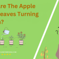 Why Are The Apple Tree Leaves Turning Brown