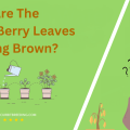 Why Are The BlackBerry Leaves Turning Brown
