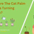 Why Are The Cat Palm Leaves Turning Yellow