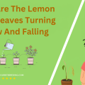 Why Are The Lemon Tree Leaves Turning Yellow And Falling Off