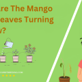 Why Are The Mango Tree Leaves Turning Yellow