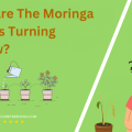 Why Are The Moringa Leaves Turning Yellow