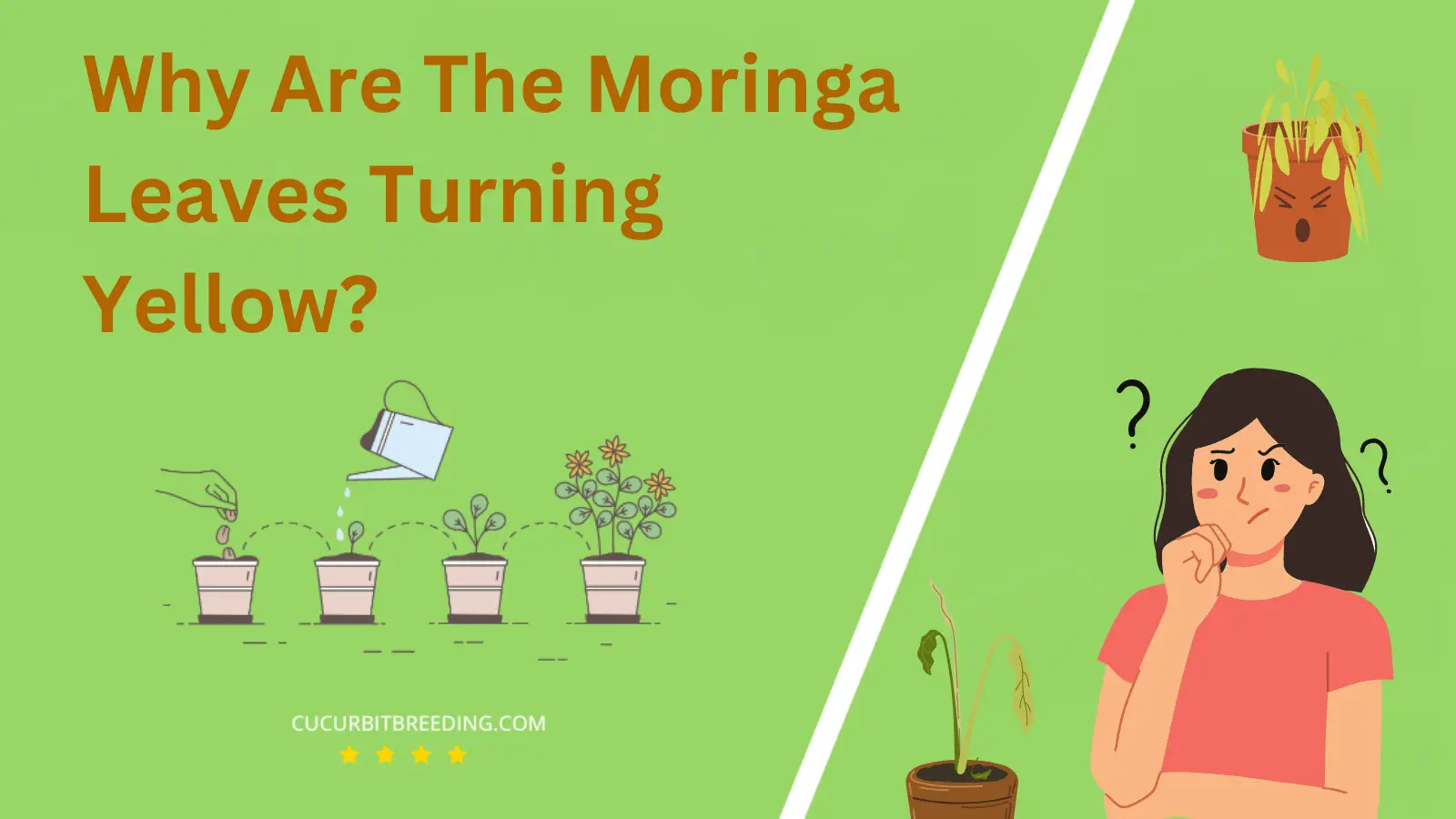 Why Are The Moringa Leaves Turning Yellow