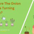 Why Are The Onion Leaves Turning Yellow