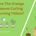 Why Are The Orange Tree Leaves Curling And Turning Yellow