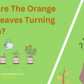 Why Are The Orange Tree Leaves Turning Brown