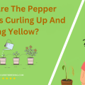 Why Are The Pepper Leaves Curling Up And Turning Yellow