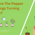 Why Are The Pepper Seedlings Turning Yellow