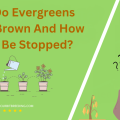 Why Do Evergreens Turn Brown And How Can It Be Stopped