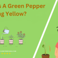 Why Is A Green Pepper Turning Yellow