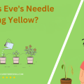 Why Is Eve's Needle Turning Yellow