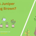 Why Is Juniper Turning Brown
