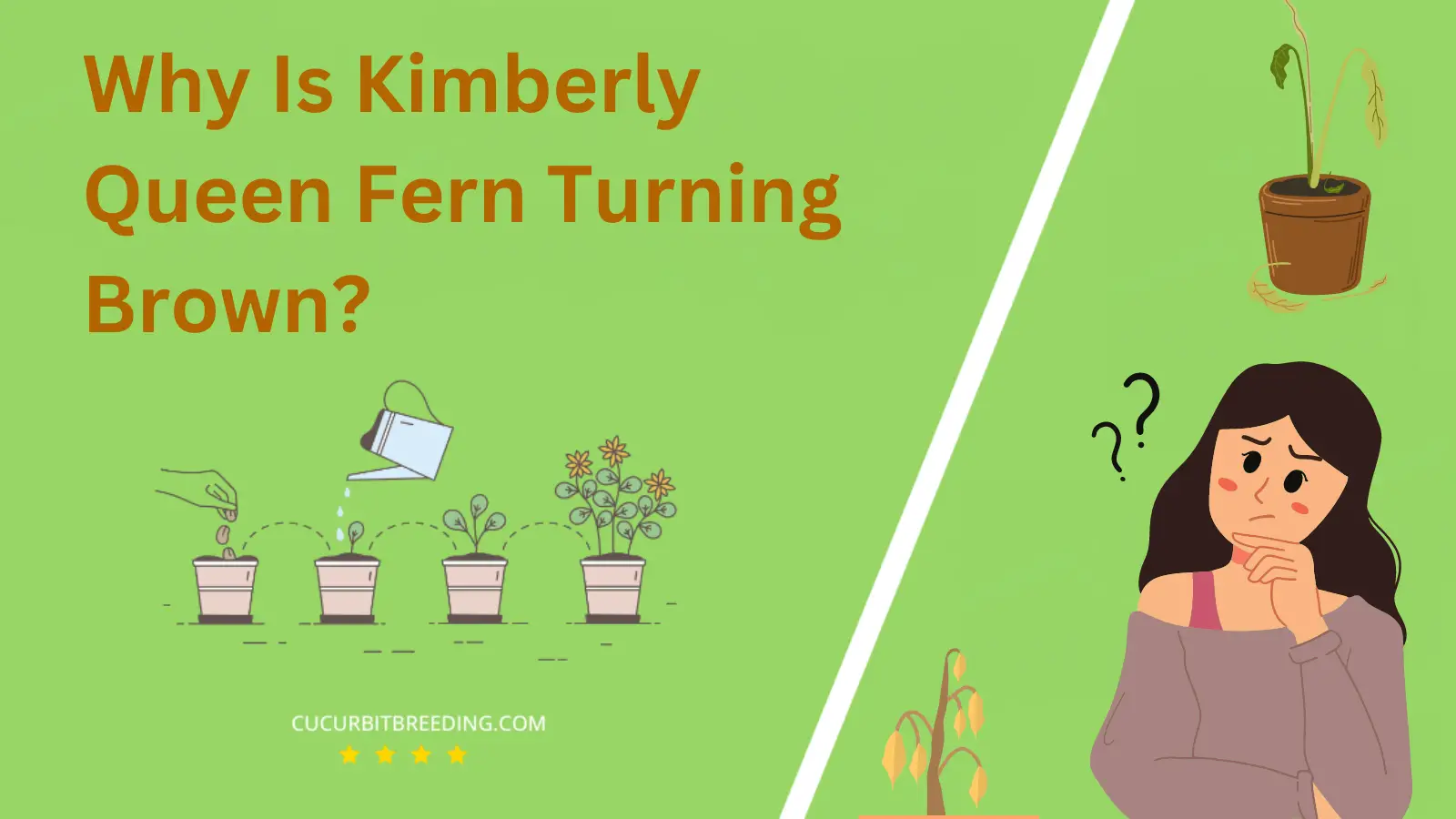 Why Is Kimberly Queen Fern Turning Brown
