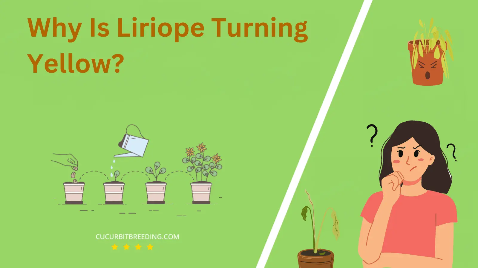 Why Is Liriope Turning Yellow