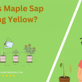 Why Is Maple Sap Turning Yellow