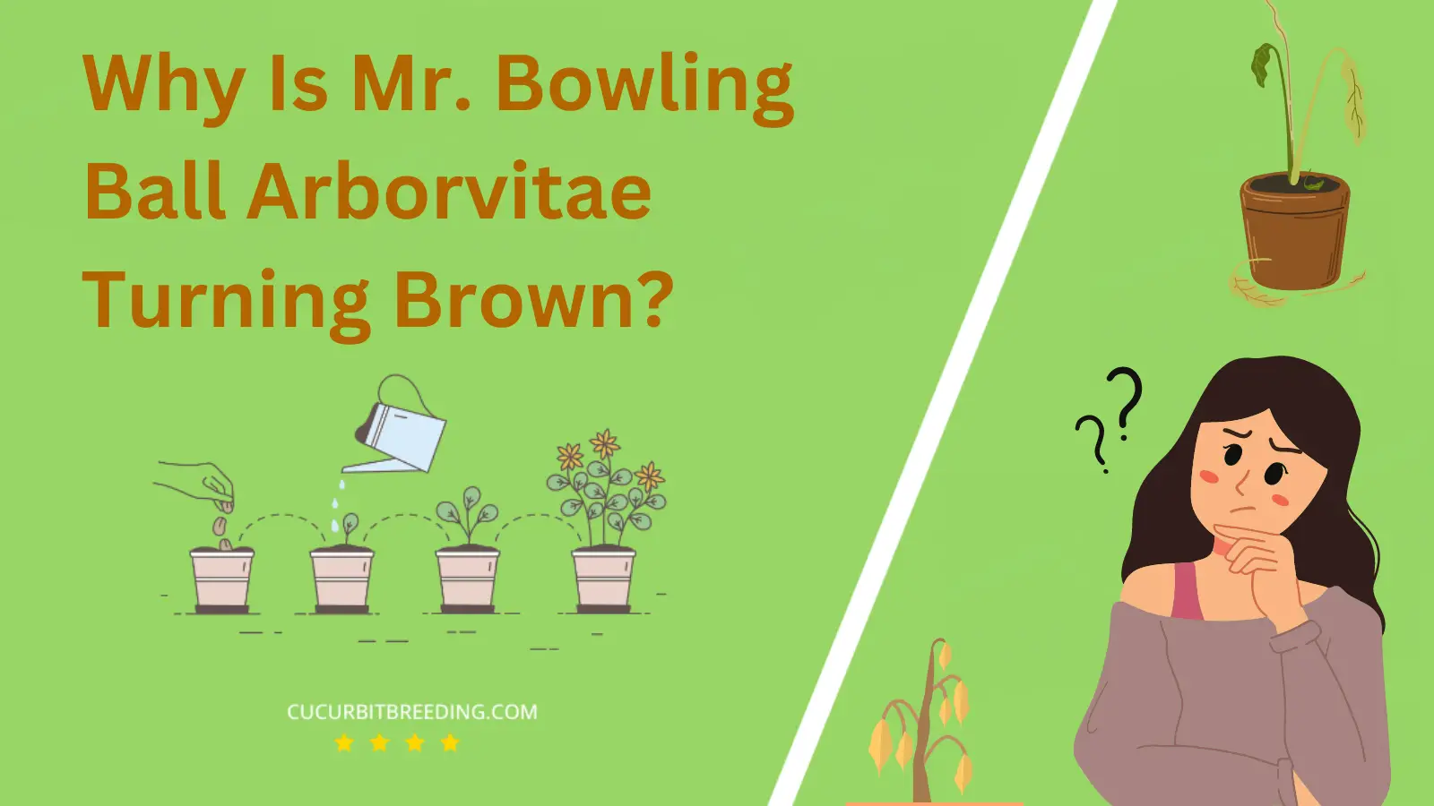 Why Is Mr. Bowling Ball Arborvitae Turning Brown