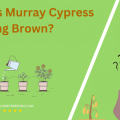 Why Is Murray Cypress Turning Brown