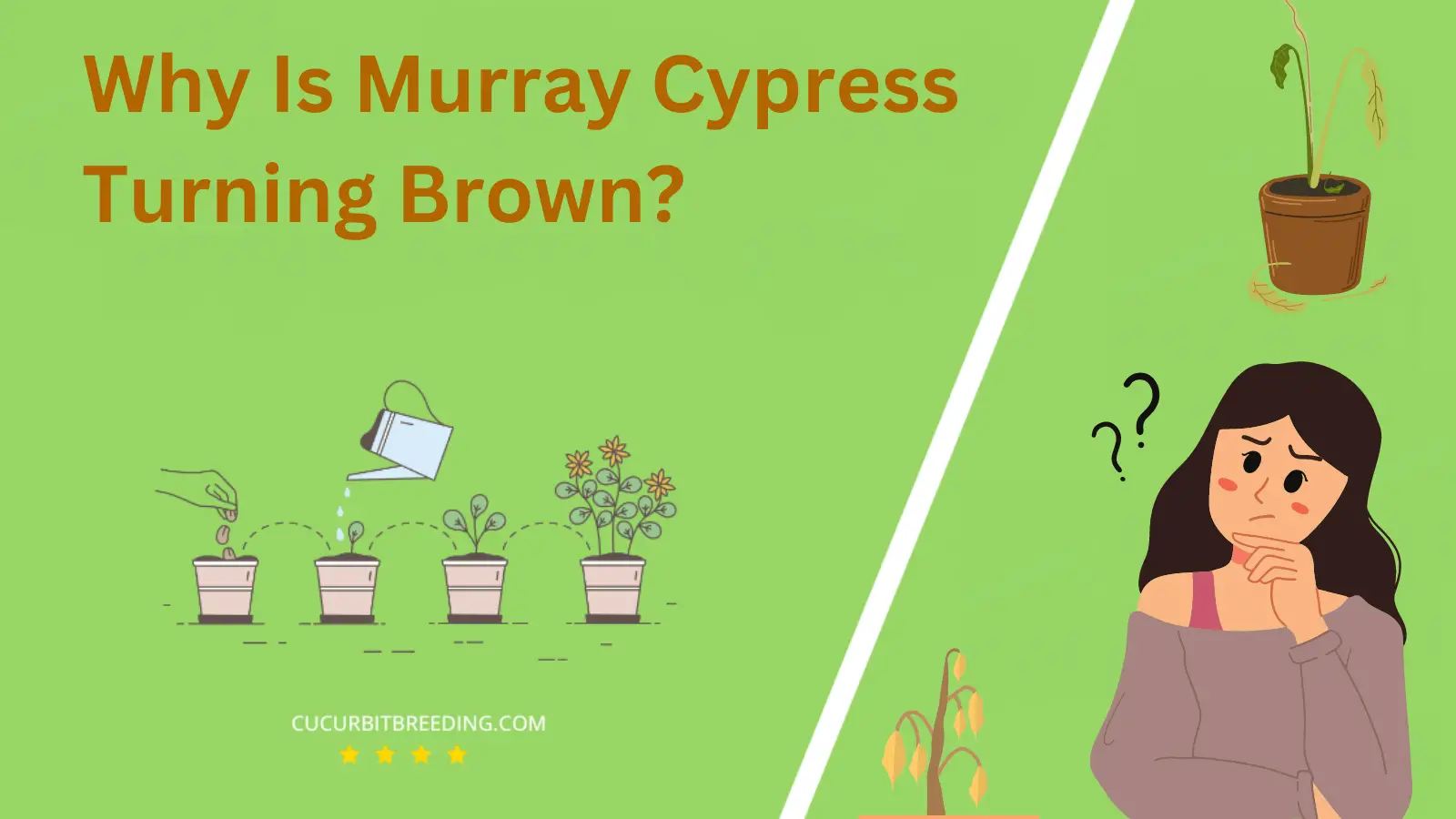 Why Is Murray Cypress Turning Brown
