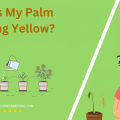 Why Is My Palm Turning Yellow