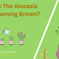 Why Is The Alocasia Leaf Turning Brown