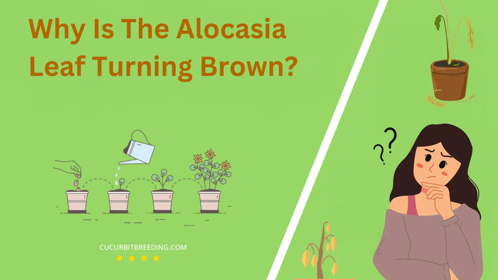 Why Is The Alocasia Leaf Turning Brown