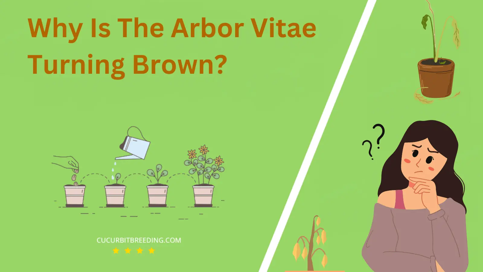 Why Is The Arbor Vitae Turning Brown