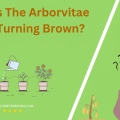 Why Is The Arborvitae Bush Turning Brown