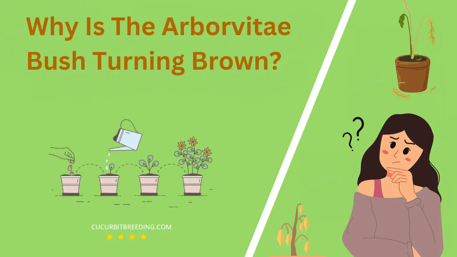 Why Is The Arborvitae Bush Turning Brown