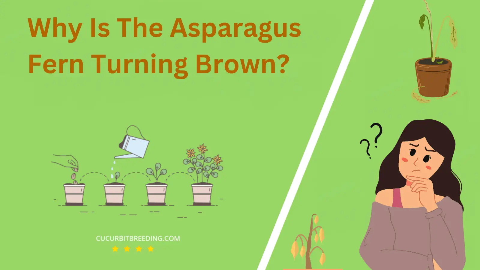 Why Is The Asparagus Fern Turning Brown