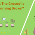 Why Is The Crocodile Fern Turning Brown