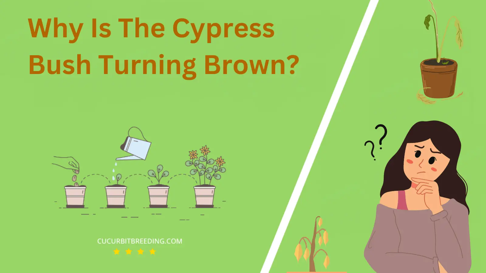 Why Is The Cypress Bush Turning Brown