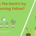 Why Is The Devil's Ivy Leaf Turning Yellow