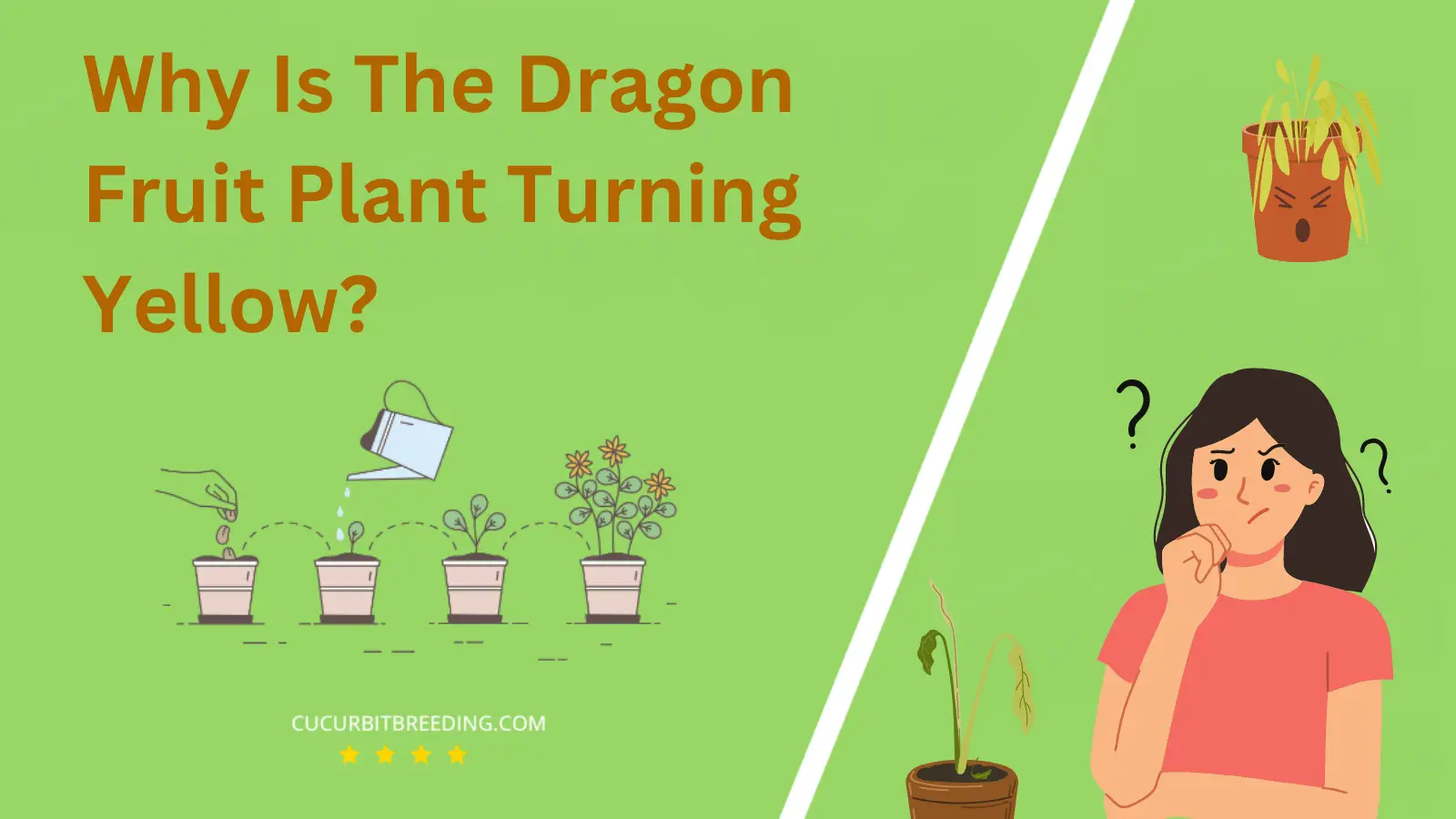 Why Is The Dragon Fruit Plant Turning Yellow
