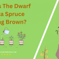 Why Is The Dwarf Alberta Spruce Turning Brown