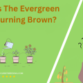 Why Is The Evergreen Tree Turning Brown