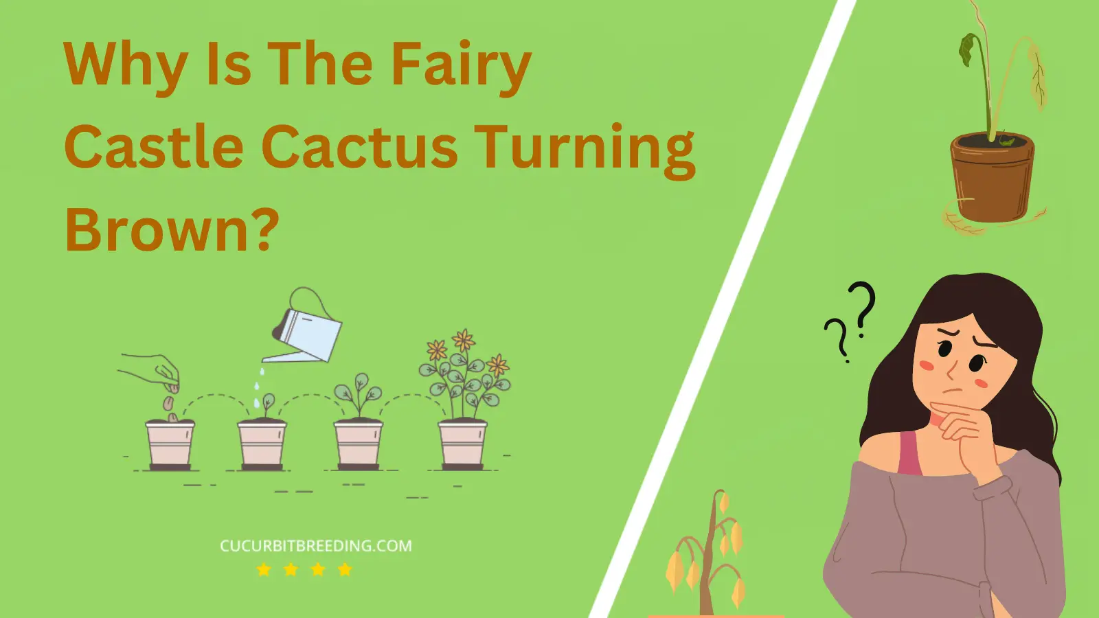Why Is The Fairy Castle Cactus Turning Brown