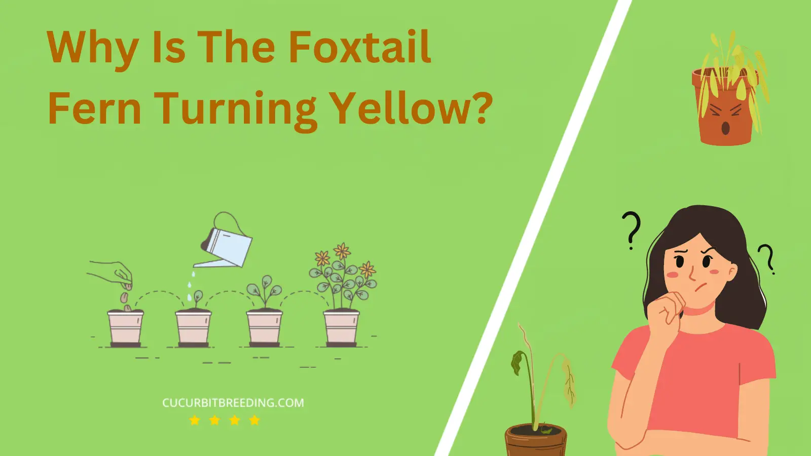 Why Is The Foxtail Fern Turning Yellow