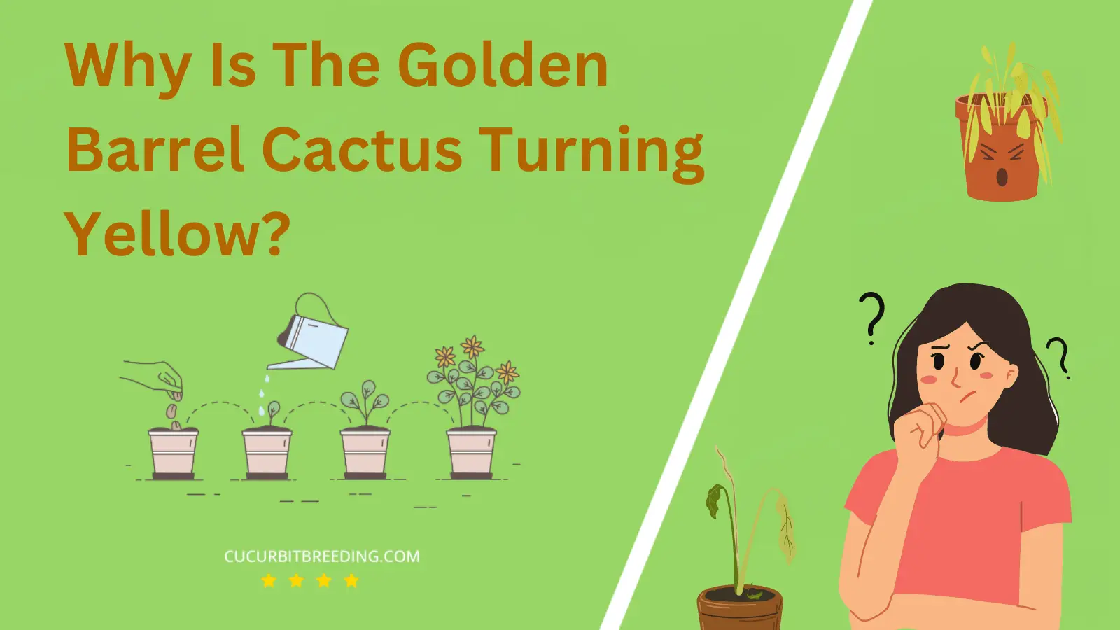 Why Is The Golden Barrel Cactus Turning Yellow