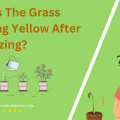 Why Is The Grass Turning Yellow After Fertilizing