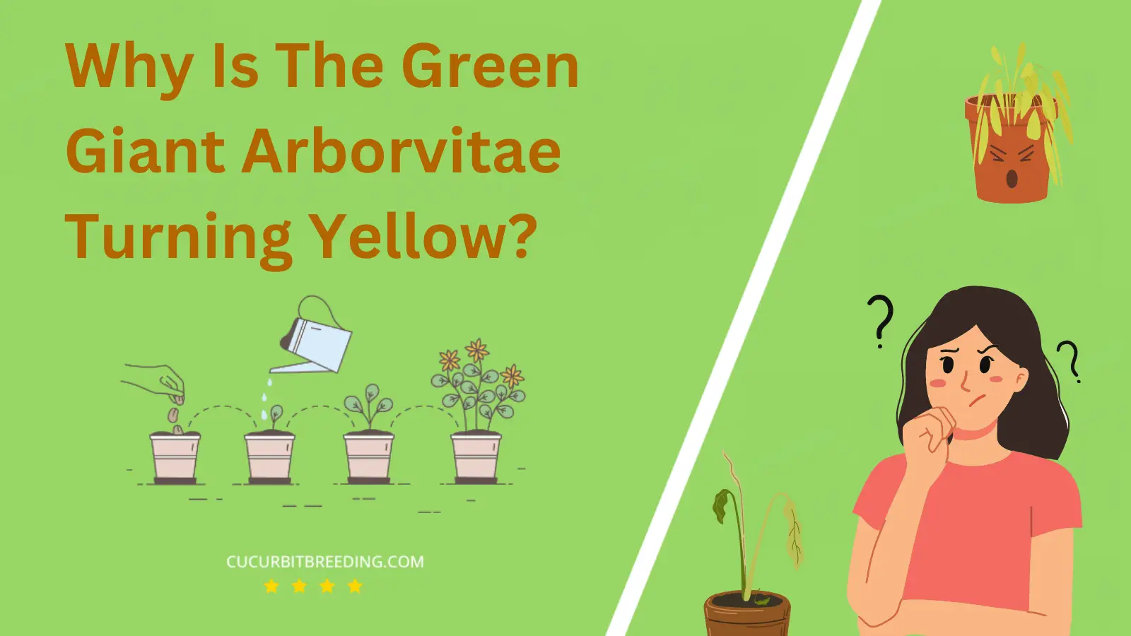 Why Is The Green Giant Arborvitae Turning Yellow