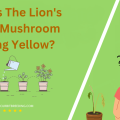 Why Is The Lion's Mane Mushroom Turning Yellow