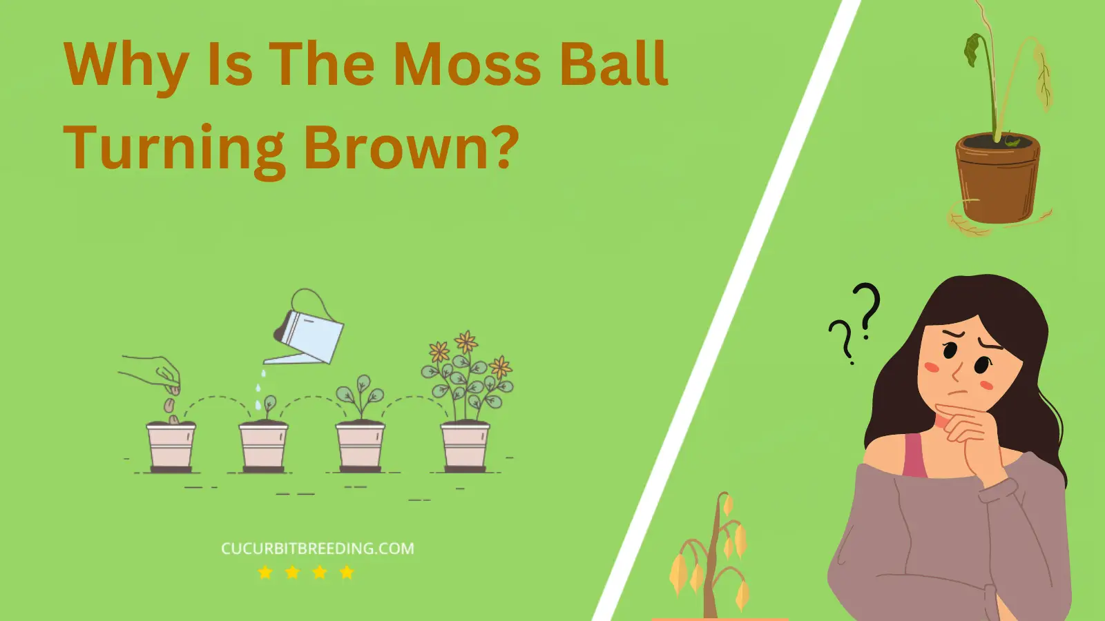 Why Is The Moss Ball Turning Brown