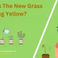 Why Is The New Grass Turning Yellow