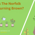 Why Is The Norfolk Pine Turning Brown