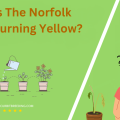 Why Is The Norfolk Pine Turning Yellow