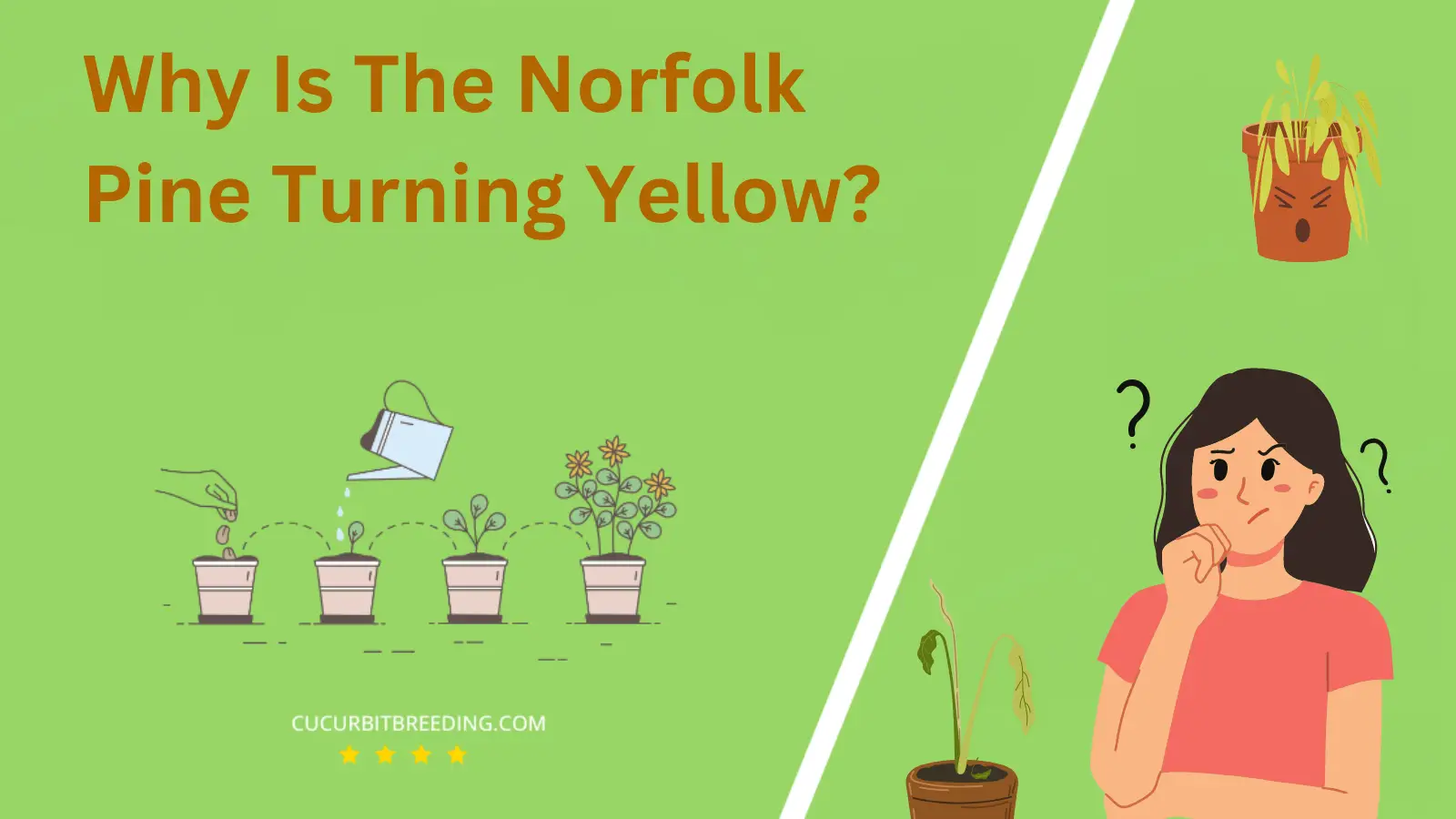 Why Is The Norfolk Pine Turning Yellow