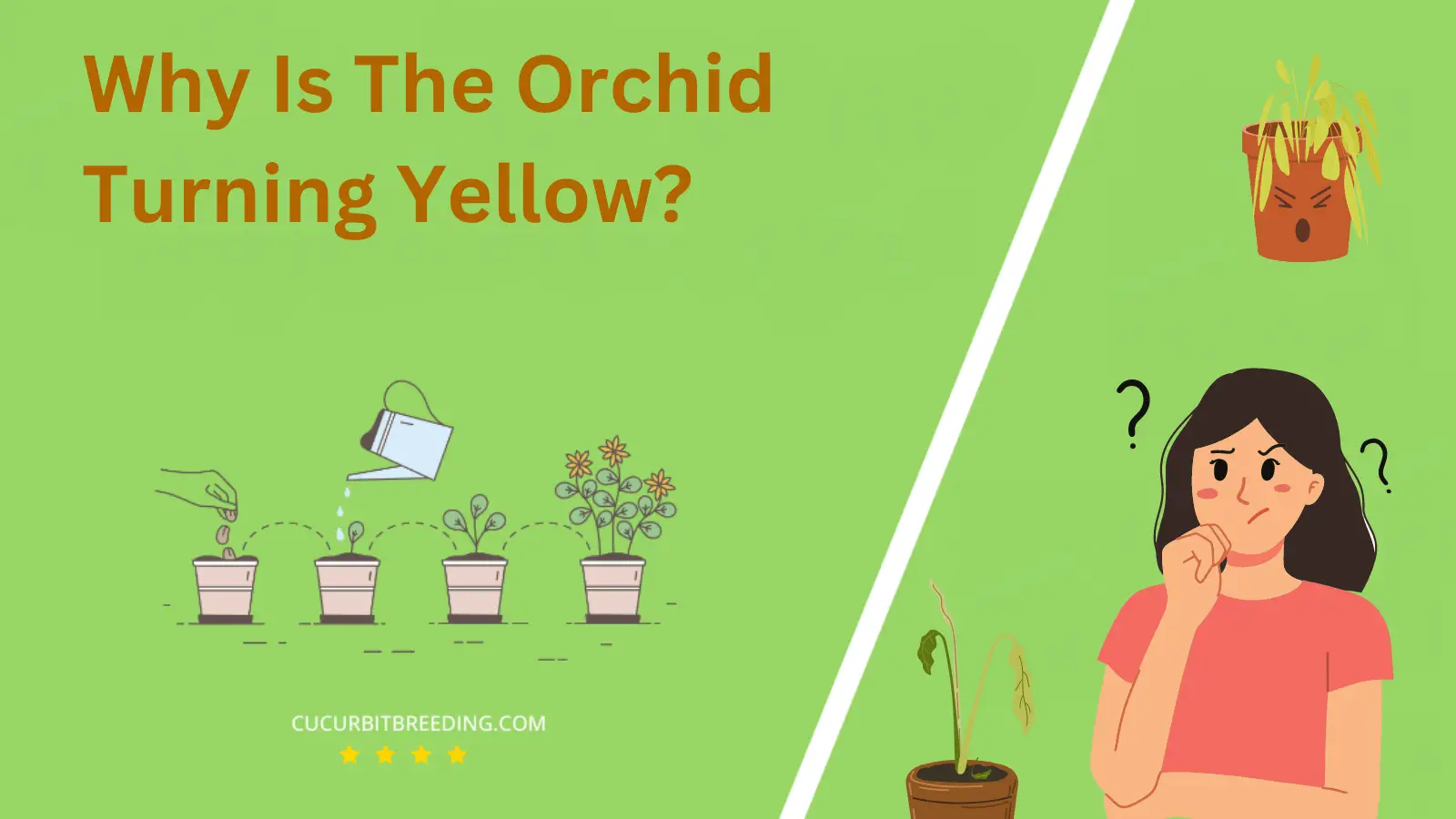 Why Is The Orchid Turning Yellow