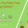 Why Is The Palm Tree Turning Yellow
