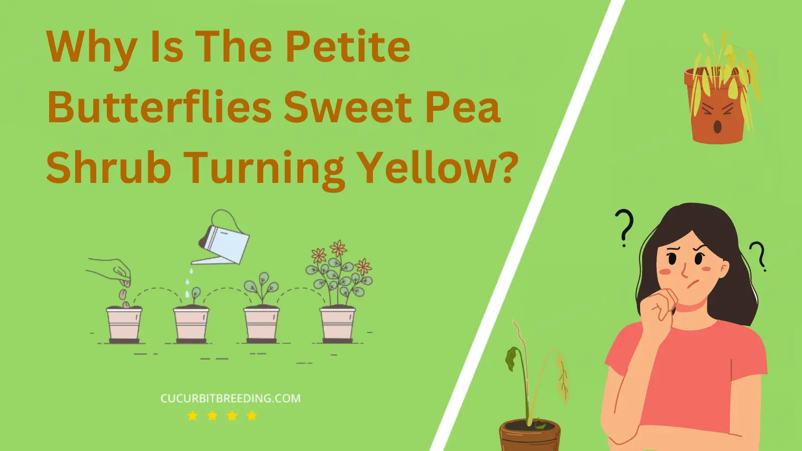Why Is The Petite Butterflies Sweet Pea Shrub Turning Yellow